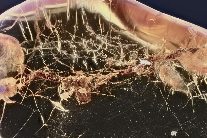 Detailed Fossil Spider Webs w/ Debris In Baltic Amber - Rare! #357887